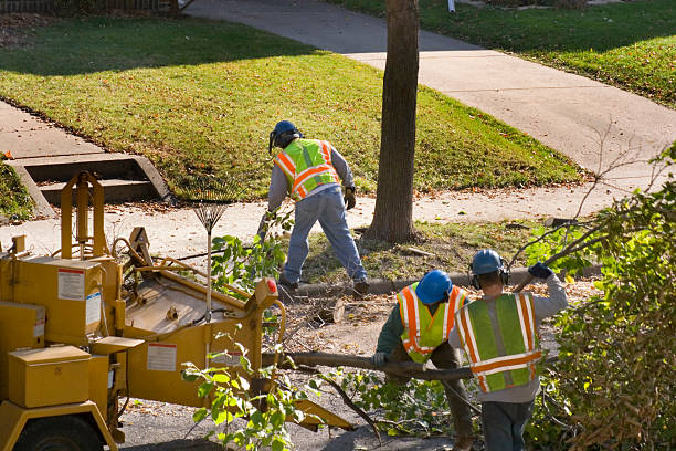 The Steps Involved in Our Tree Care Process in Lonoke, AR